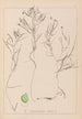 Herbier de la flore française Pl1085 - Louis Antoine Cusin — Ansicht des Kunstwerks