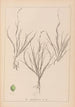 Herbier de la flore française Pl1087 - Louis Antoine Cusin — Ansicht des Kunstwerks
