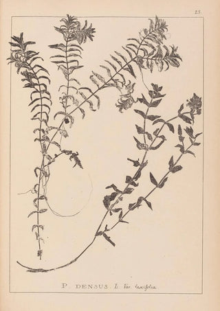 Louis Antoine Cusin - Herbier de la flore franaise Pl1089.webp