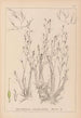 Herbier de la flore française Pl1092 - Louis Antoine Cusin — vista dell’opera