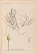 Herbier de la flore française Pl1095 - Louis Antoine Cusin — vista dell’opera