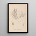 Herbier de la flore française Pl1095 - Louis Antoine Cusin — quadro incorniciato alla parete