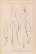 Herbier de la flore française Pl1099 - Louis Antoine Cusin — vista dell’opera