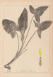 Herbier de la flore française Pl1107 - Louis Antoine Cusin — vista dell’opera