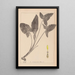 Herbier de la flore française Pl1107 - Louis Antoine Cusin — quadro incorniciato alla parete