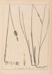 Herbier de la flore française Pl1116 - Louis Antoine Cusin — Ansicht des Kunstwerks