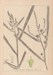 Herbier de la flore française Pl1118 - Louis Antoine Cusin — Ansicht des Kunstwerks