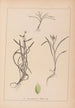 Herbier de la flore française Pl1121 - Louis Antoine Cusin — vista dell’opera