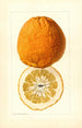 Citrus grandis Alamoen - Louis Charles Christopher Krieger — Ansicht des Kunstwerks