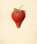 Fragaria Bellmar - Louis Charles Christopher Krieger — Ansicht des Kunstwerks