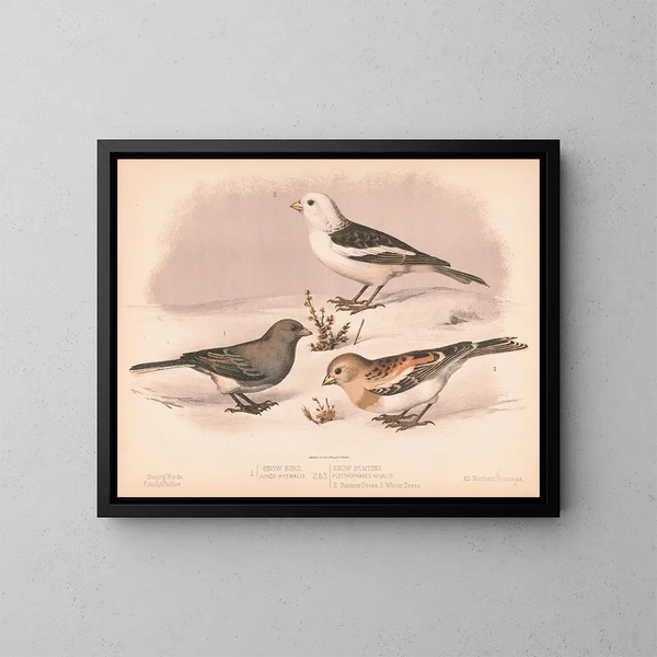 Oiseau des neiges - Louis Prang Co — quadro incorniciato alla parete