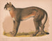 Pantera americana Felis concolor linn - Louis Prang Co — vista dell’opera