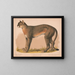 Pantera americana Felis concolor linn - Louis Prang Co — quadro incorniciato alla parete
