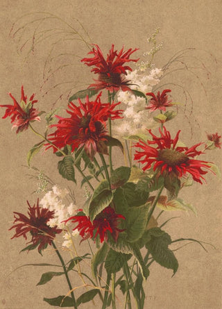 Louis Prang Co - Balm and spirea.webp