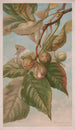Caryer balai ou caryer porcin Carya porcina - Louis Prang Co — vista dell’opera