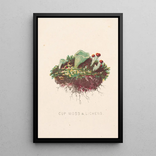 Louis Prang Co - Cup moss lichens.webp
