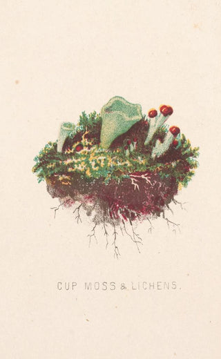 Louis Prang Co - Cup moss lichens.webp