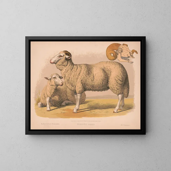 Mouton domestique - Louis Prang Co — quadro incorniciato alla parete