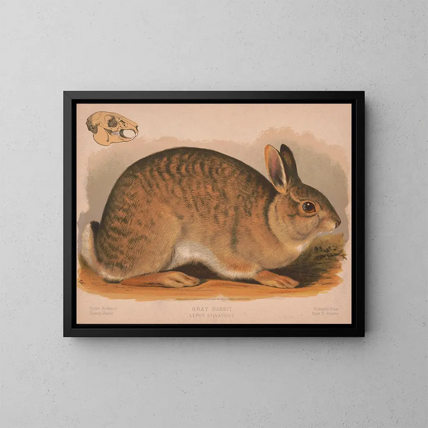 Lapin gris Lepus sylvaticus - Louis Prang Co — gerahmtes Bild an der Wand