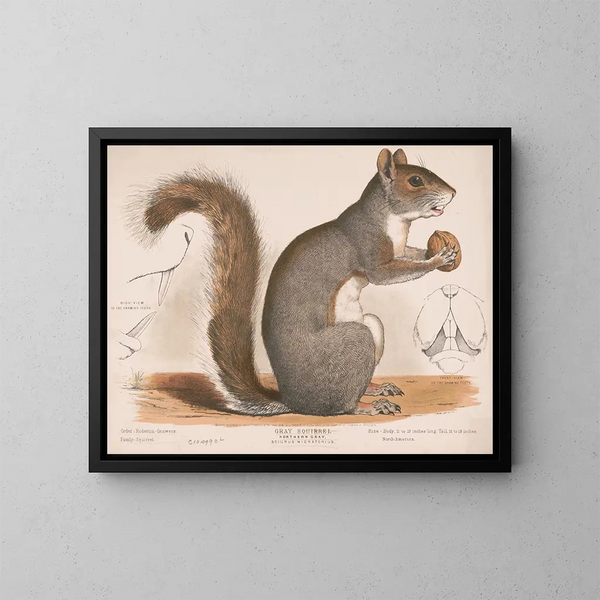 Eichhörnchen grau - Louis Prang Co — gerahmtes Bild an der Wand
