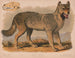 Loup gris Canis lupus - Louis Prang Co — Ansicht des Kunstwerks