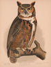 Owl Tawny - Louis Prang Co — artwork view