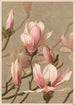 Magnolia Painting - Louis Prang Co — artwork view