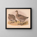 Rebhuhn der Wiesen - Louis Prang Co — gerahmtes Bild an der Wand