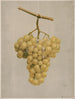 Raisins Hamburg dorés primés - Louis Prang Co — artwork view