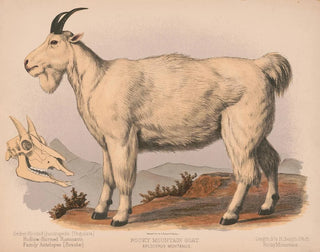 Capra delle Montagne Rocciose - Louis Prang Co — vista dell’opera