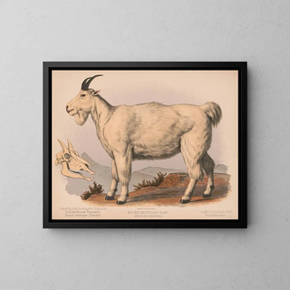 Capra delle Montagne Rocciose - Louis Prang Co — quadro incorniciato alla parete