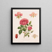 Rose et ses parties - Louis Prang Co — quadro incorniciato alla parete