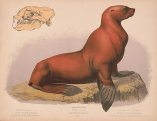 Louis Prang  Co - Sea lion Eumetopias stelleri Male.webp