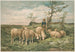 Studie von Schafen nach F. Brissot - Louis Prang Co — Ansicht des Kunstwerks