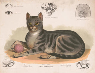 Il gatto domestico - Louis Prang Co — vista dell’opera