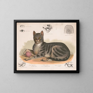 Il gatto domestico - Louis Prang Co — quadro incorniciato alla parete