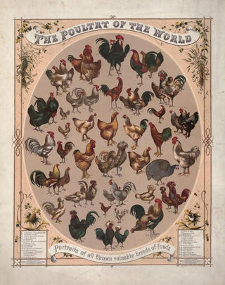 Louis Prang Co - The poultry of the worldPortraits of all known valuable breeds of fowls.webp