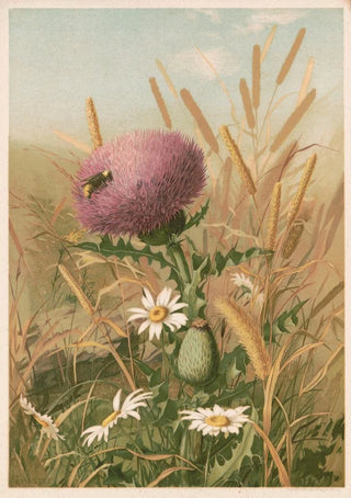 Louis Prang Co - Thistle.webp