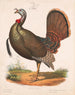 Wildente - Louis Prang Co — Ansicht des Kunstwerks