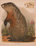 Marmotte - Louis Prang Co — Ansicht des Kunstwerks
