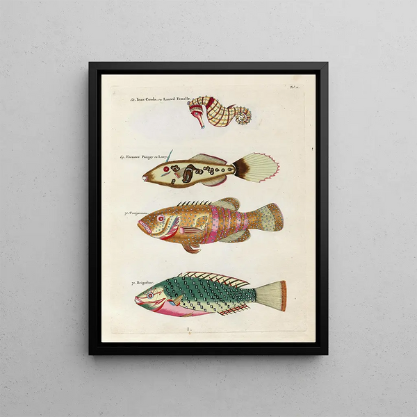 Louis Renard - Poissons ecrevisses et crabes de diverses couleurs et figures extraordinaires Pl011.webp