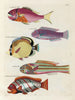 Fische, Flusskrebse und Krabben in verschiedenen Farben und außergewöhnlichen Figuren Pl021 - Louis Renard — Ansicht des Kunstwerks