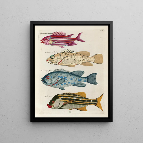 Louis Renard - Poissons ecrevisses et crabes de diverses couleurs et figures extraordinaires Pl029.webp