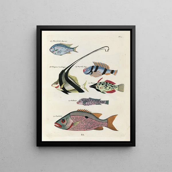 Louis Renard - Poissons ecrevisses et crabes de diverses couleurs et figures extraordinaires Pl031.webp