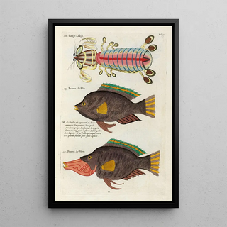 Louis Renard - Poissons ecrevisses et crabes de diverses couleurs et figures extraordinaires Pl042.webp