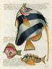 Fische, Flusskrebse und Krabben in verschiedenen Farben und außergewöhnlichen Figuren Pl044 - Louis Renard — Ansicht des Kunstwerks