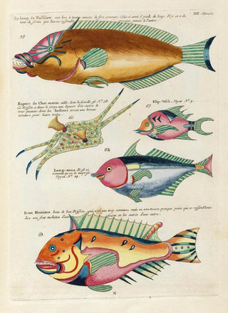 Louis Renard - Poissons ecrevisses et crabes de diverses couleurs et figures extraordinaires Pl056.webp