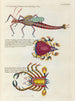 Fische, Flusskrebse und Krabben in verschiedenen Farben und außergewöhnlichen Figuren Pl080 - Louis Renard — Ansicht des Kunstwerks