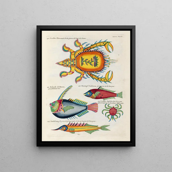 Louis Renard - Poissons ecrevisses et crabes de diverses couleurs et figures extraordinaires Pl089.webp