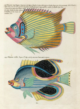 Louis Renard - Poissons ecrevisses et crabes de diverses couleurs et figures extraordinaires Pl099.webp